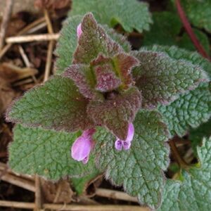 Purple Dead-Nettle Seeds (Lamium purpureum) Packet of 50 Seeds