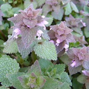 Purple Dead-Nettle Seeds (Lamium purpureum) Packet of 50 Seeds