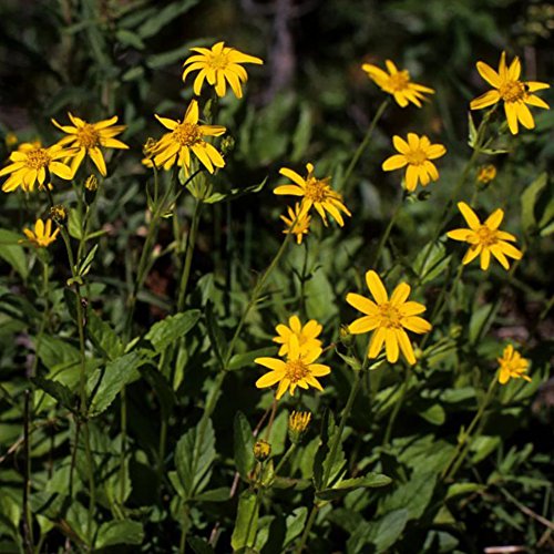 European Arnica Seeds (Arnica Montana) Packet of 20 Seeds