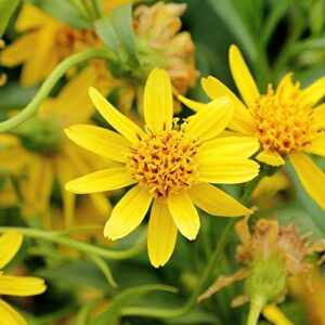 European Arnica Seeds (Arnica Montana) Packet of 20 Seeds