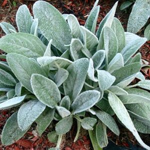 woolly lamb's ear seeds (stachys byzantina) packet of 40 seeds