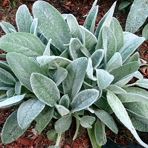 Woolly Lamb's Ear Seeds (Stachys byzantina) Packet of 40 Seeds