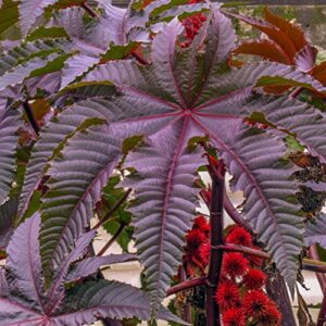 red giant castor bean seeds - packet of 10 seeds