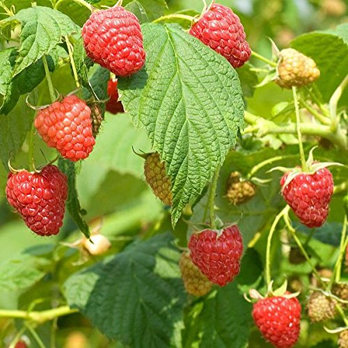 Red Raspberry Seeds (Rubus idaeus) Packet of 50 Seeds