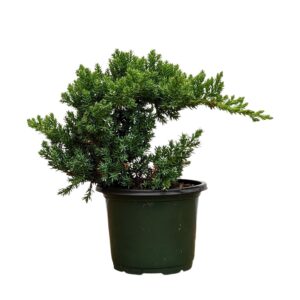 healthy juniper outdoor bonsai tree - easy to care for, responds well to wiring and reshaping, strictly an outdoor tree, can be added to a diy kit