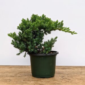 Healthy Juniper Outdoor Bonsai Tree - Easy to Care for, Responds Well to Wiring and Reshaping, Strictly an Outdoor Tree, Can be Added to a DIY Kit