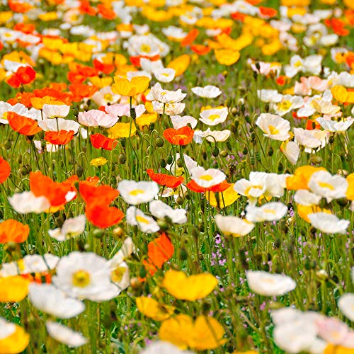 Created By Nature Washington Wildflower Seed Mix, Covers 325 Sq Ft, 20 Flower Varieties, Over 60,000 Seeds