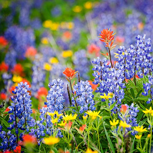 Created By Nature Washington Wildflower Seed Mix, Covers 325 Sq Ft, 20 Flower Varieties, Over 60,000 Seeds