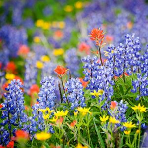 Created By Nature Tennessee Wildflower Seed Mix, Covers 325 Sq Ft, 18 Flower Varieties, Over 35,000 Seeds