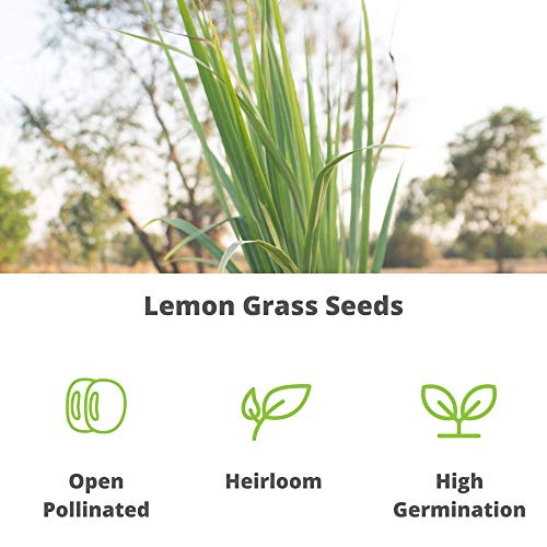 Lemon Grass Seeds for Planting Outdoor - 250 Mg Packet - Non-GMO, Heirloom Culinary Herb Garden Lemongrass Seeds - Cymbopogon citratus