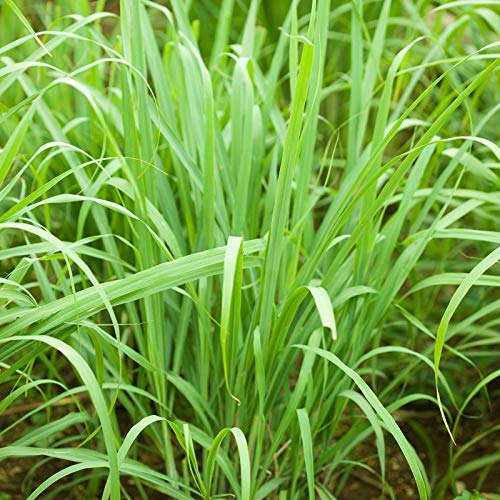 Lemon Grass Seeds for Planting Outdoor - 250 Mg Packet - Non-GMO, Heirloom Culinary Herb Garden Lemongrass Seeds - Cymbopogon citratus