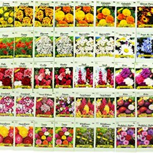 Set of 50 Assorted Flower Seed Packets! Flower Seeds in Bulk - 10+ Varieties Available!