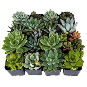 decoblooms unique succulent plants (collection of 16) - fully rooted in planter pots with soil - real live potted diy assorted succulents