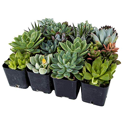 DecoBlooms Unique Succulent Plants (Collection of 16) - Fully Rooted in Planter Pots with Soil - Real Live Potted DIY Assorted Succulents