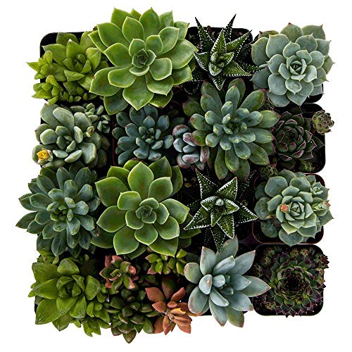 DecoBlooms Unique Succulent Plants (Collection of 16) - Fully Rooted in Planter Pots with Soil - Real Live Potted DIY Assorted Succulents