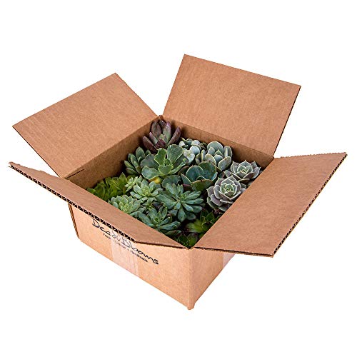 DecoBlooms Unique Succulent Plants (Collection of 16) - Fully Rooted in Planter Pots with Soil - Real Live Potted DIY Assorted Succulents