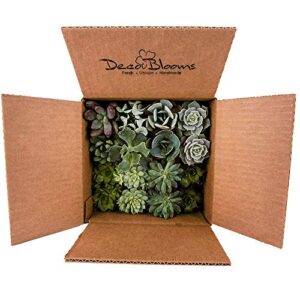 DecoBlooms Unique Succulent Plants (Collection of 16) - Fully Rooted in Planter Pots with Soil - Real Live Potted DIY Assorted Succulents