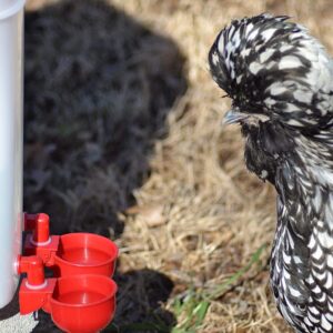 Chicken Water Cup Waterer Kit for Poultry - Pack of 6 + One Extra for Free (Total of 7)