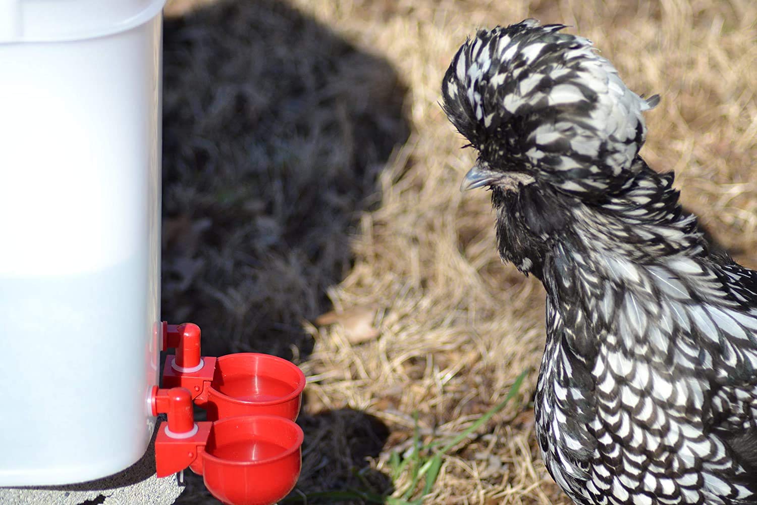 Chicken Water Cup Waterer Kit for Poultry - Pack of 6 + One Extra for Free (Total of 7)