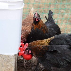 Chicken Water Cup Waterer Kit for Poultry - Pack of 6 + One Extra for Free (Total of 7)