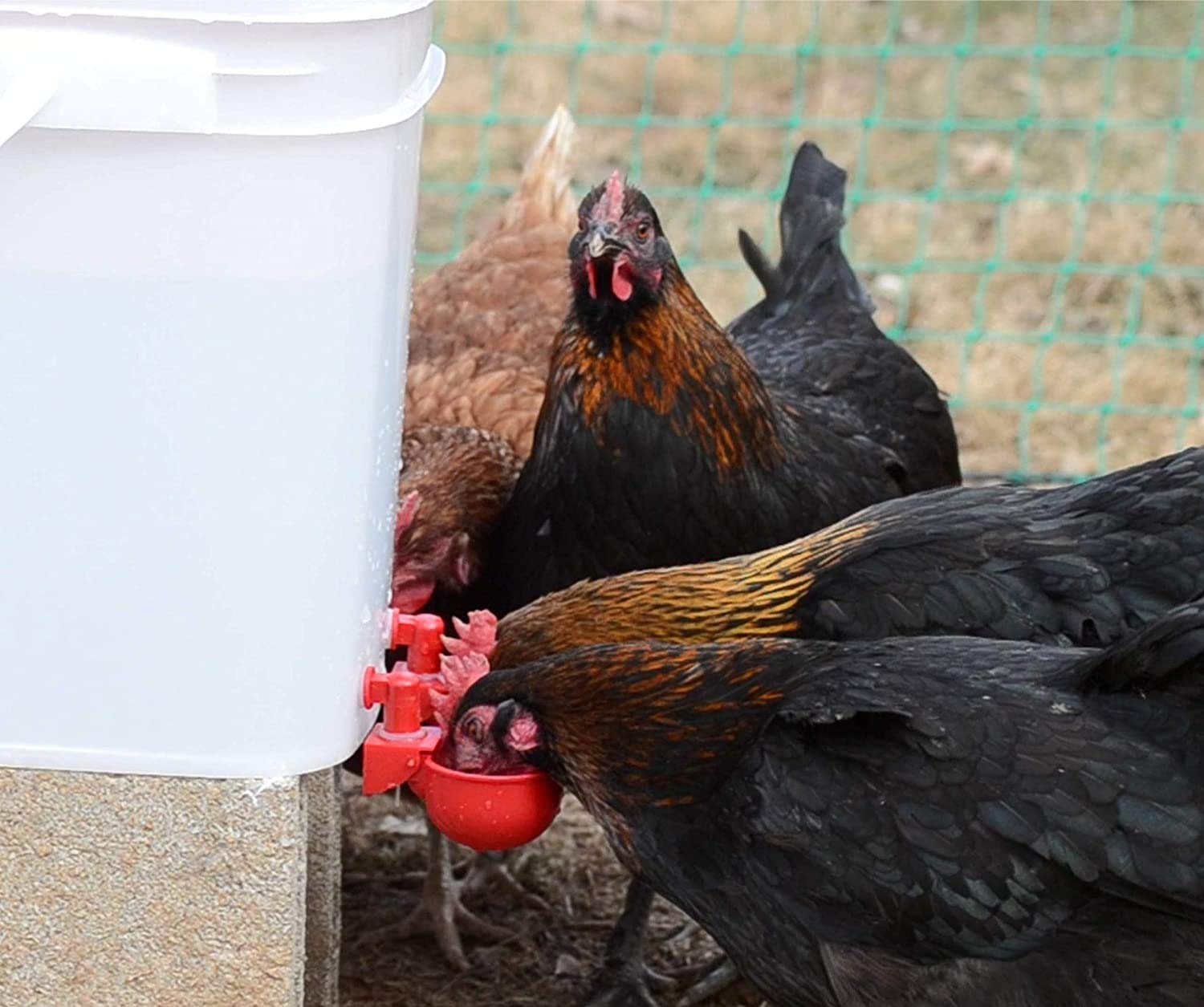 Chicken Water Cup Waterer Kit for Poultry - Pack of 6 + One Extra for Free (Total of 7)