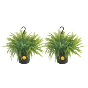 costa farms ferns (2 pack), live premium boston fern plants in hanging basket planters, houseplants potted in soil potting mix, outdoor garden gift, beautiful home patio décor, 16-inches tall