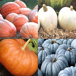 Big Pack (80-90+) Dill Atlantic Giant, Casper White, Cinderella Rouge VIF D'Etampes, & Jarrahdale Blue Pumpkin Seeds - Non-GMO Seeds by MySeeds.Co (Big Pack - Pumpkin Mix II)