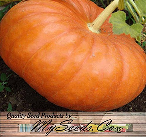 Big Pack (80-90+) Dill Atlantic Giant, Casper White, Cinderella Rouge VIF D'Etampes, & Jarrahdale Blue Pumpkin Seeds - Non-GMO Seeds by MySeeds.Co (Big Pack - Pumpkin Mix II)