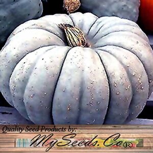 Big Pack (80-90+) Dill Atlantic Giant, Casper White, Cinderella Rouge VIF D'Etampes, & Jarrahdale Blue Pumpkin Seeds - Non-GMO Seeds by MySeeds.Co (Big Pack - Pumpkin Mix II)