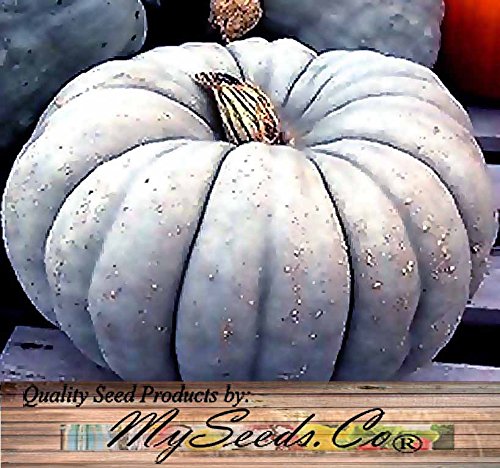 Big Pack (80-90+) Dill Atlantic Giant, Casper White, Cinderella Rouge VIF D'Etampes, & Jarrahdale Blue Pumpkin Seeds - Non-GMO Seeds by MySeeds.Co (Big Pack - Pumpkin Mix II)