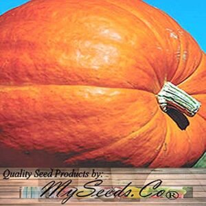 Big Pack (80-90+) Dill Atlantic Giant, Casper White, Cinderella Rouge VIF D'Etampes, & Jarrahdale Blue Pumpkin Seeds - Non-GMO Seeds by MySeeds.Co (Big Pack - Pumpkin Mix II)