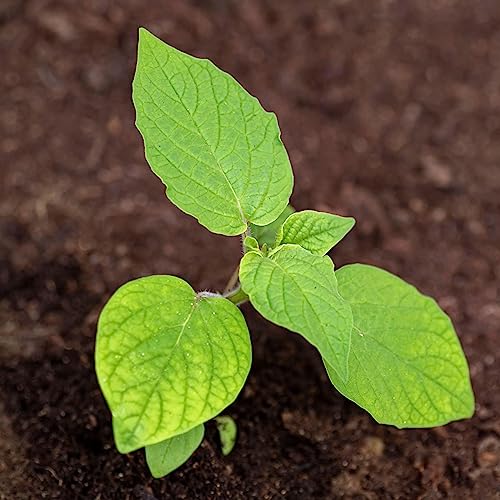 Seed Needs, Ground Cherry Tomatillo Seeds for Planting (Physalis pruinosa) Heirloom, Non-GMO & Untreated (2 Packs)