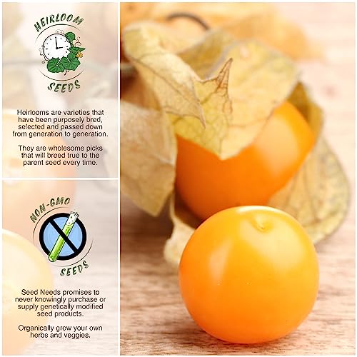 Seed Needs, Ground Cherry Tomatillo Seeds for Planting (Physalis pruinosa) Heirloom, Non-GMO & Untreated (2 Packs)