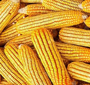 1 lb (1,600+ seeds) reid's yellow field corn seed (op) open pollinated variety - non-gmo seeds by myseeds.co (1 lb reid yellow corn)