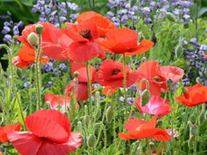 red corn poppy flower seeds (papaver rhoeas), pack of 100,000+ seeds by seeds2go