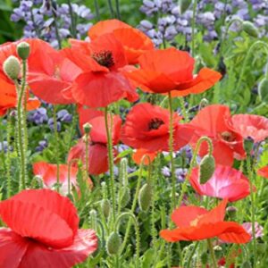 Red Corn Poppy Flower Seeds (Papaver Rhoeas), Pack of 100,000+ Seeds by Seeds2Go