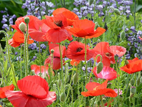 Red Corn Poppy Flower Seeds (Papaver Rhoeas), Pack of 100,000+ Seeds by Seeds2Go