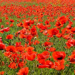 Red Corn Poppy Flower Seeds (Papaver Rhoeas), Pack of 100,000+ Seeds by Seeds2Go