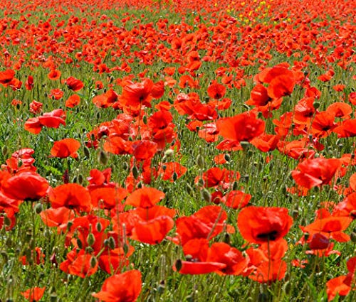 Red Corn Poppy Flower Seeds (Papaver Rhoeas), Pack of 100,000+ Seeds by Seeds2Go