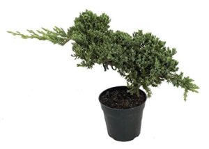 stylized japanese juniper bonsai tree - 4" pot - juniperus procumbens 'nana'