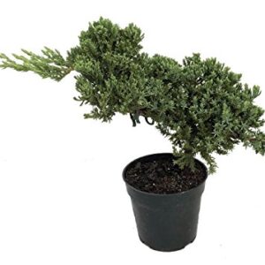 Stylized Japanese Juniper Bonsai Tree - 4" Pot - Juniperus procumbens 'Nana'