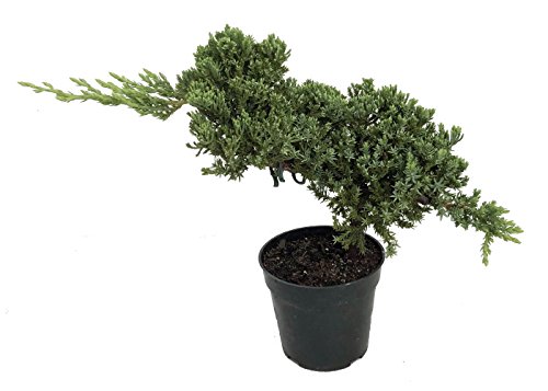 Stylized Japanese Juniper Bonsai Tree - 4" Pot - Juniperus procumbens 'Nana'