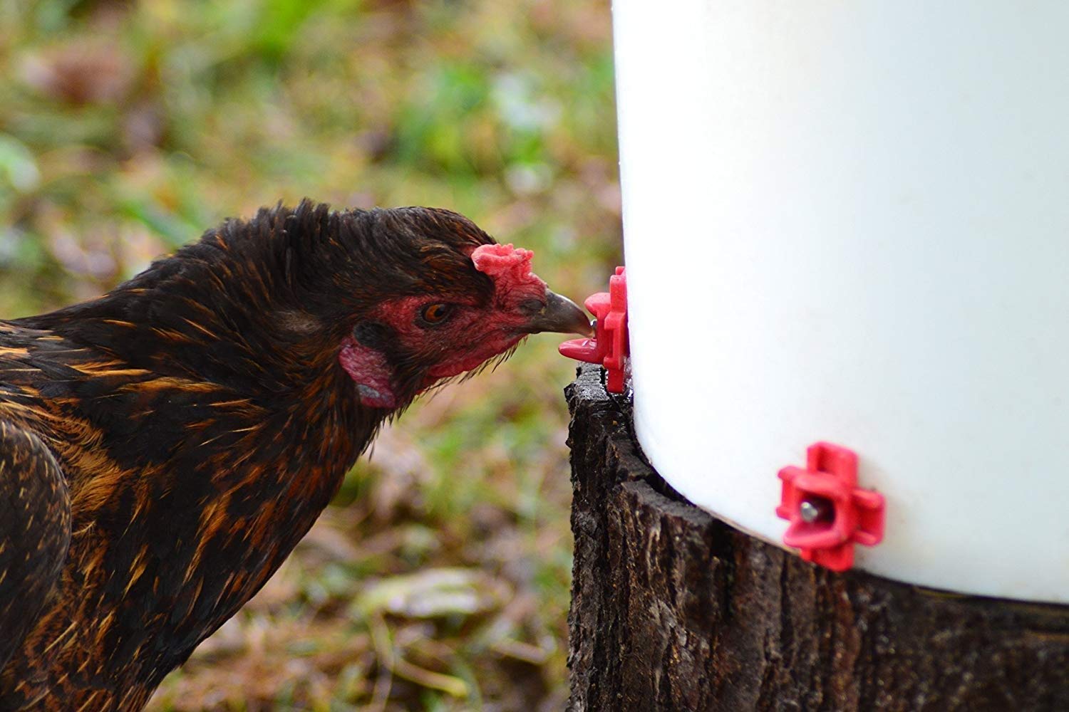 RentACoop DIY Waterer Kit - Horizontal Nipples with Dribble Dish and Installation Tool - Great for Chickens, Turkeys, Peafowl, and Other Poultry - 12 Pack