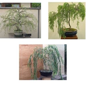 Bonsai Willow Tree Bundle - 3 Large Trunk Bonsai Tree Cuts - Get one Each Weeping, Australian, Dragon - Ready to Plant - Indoor/Outdoor Bonsai Tree's