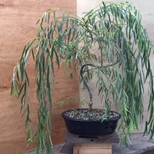 Bonsai Willow Tree Bundle - 3 Large Trunk Bonsai Tree Cuts - Get one Each Weeping, Australian, Dragon - Ready to Plant - Indoor/Outdoor Bonsai Tree's