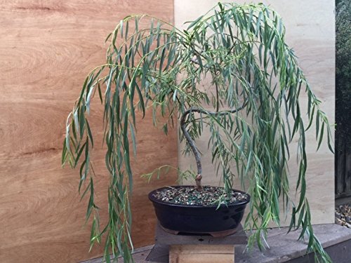 Bonsai Willow Tree Bundle - 3 Large Trunk Bonsai Tree Cuts - Get one Each Weeping, Australian, Dragon - Ready to Plant - Indoor/Outdoor Bonsai Tree's