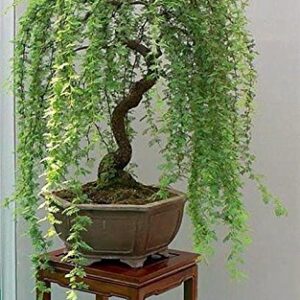 Bonsai Willow Tree Bundle - 3 Large Trunk Bonsai Tree Cuts - Get one Each Weeping, Australian, Dragon - Ready to Plant - Indoor/Outdoor Bonsai Tree's