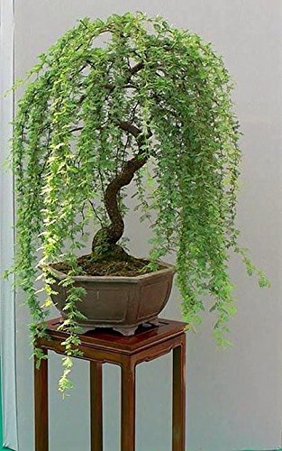 Bonsai Willow Tree Bundle - 3 Large Trunk Bonsai Tree Cuts - Get one Each Weeping, Australian, Dragon - Ready to Plant - Indoor/Outdoor Bonsai Tree's