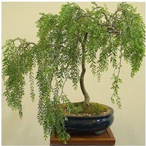 bonsai australian willow tree cutting - large thick trunk root stock - one live indoor/outdoor bonsai tree - shipped bare root, no pot or soil included