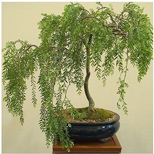 Bonsai Australian Willow Tree Cutting - Large Thick Trunk Root Stock - One Live Indoor/Outdoor Bonsai Tree - Shipped Bare Root, No Pot or Soil Included